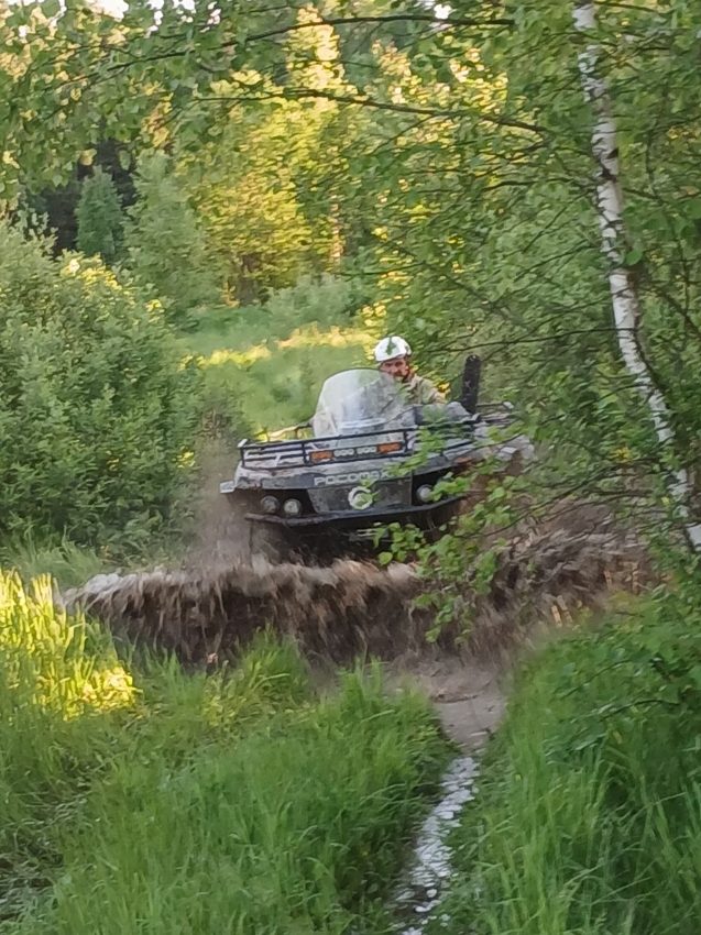 Лес и колея